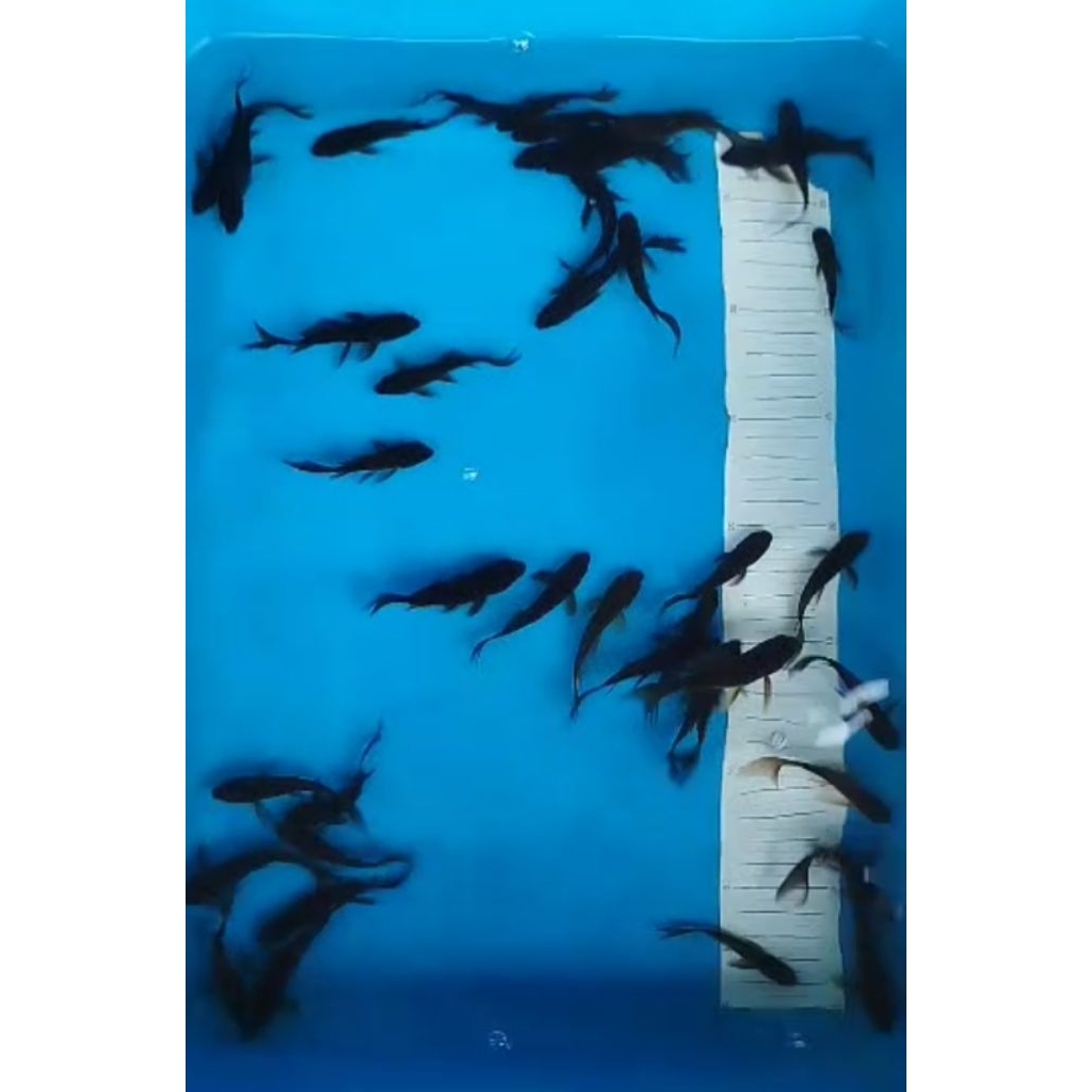 Ikan koi Karasu kumpay ikan koi karasu slayer 7-10cm  ikan langka limited edisi