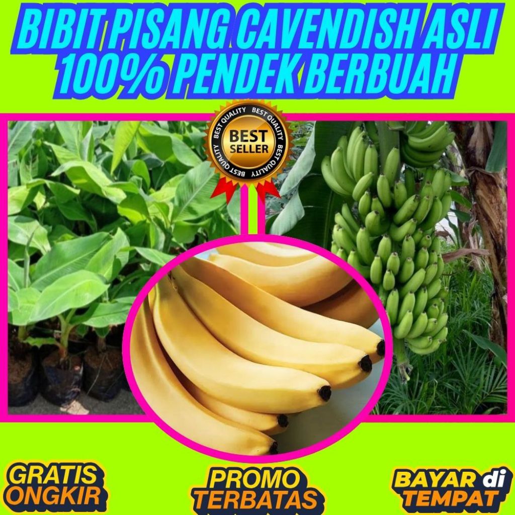HARGA PETANI  Bibit Pisang Cavendish Kuning Bibit Pisang Cavendish Mw1 Bibit Pisang Cavendish Pendek