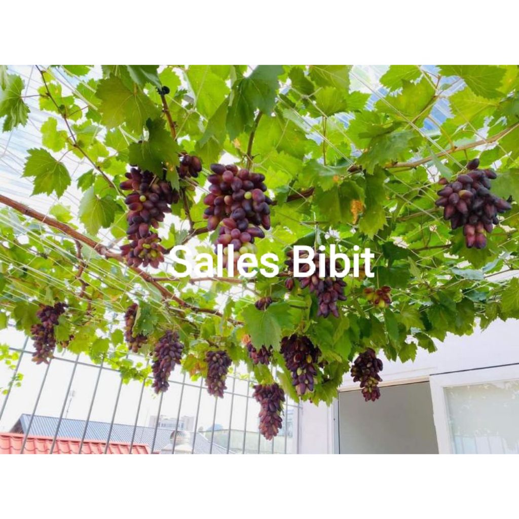 BIBIT ANGGUR IMPORT CAROLINE