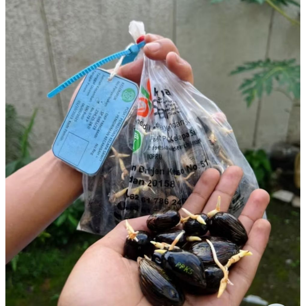 Benih Sawit Unggul PPKS DUMPY original