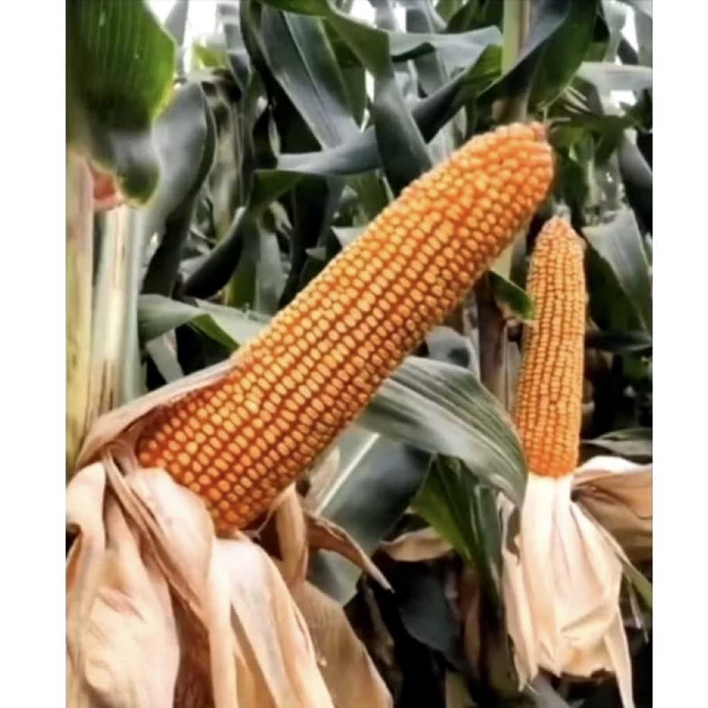 15 Butir > Biji Benih Jagung Raksasa Jepang> Bibit Jagung Raksasa> Bonus Benih