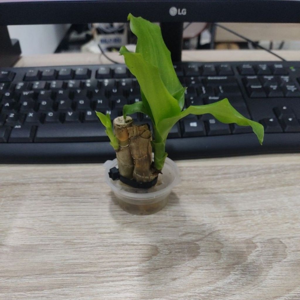 lucky bamboo