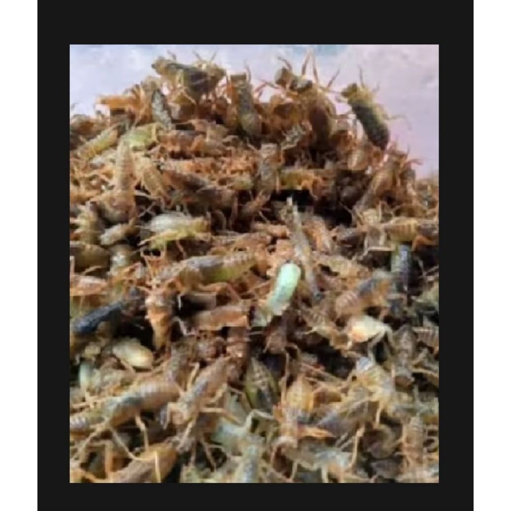 larva capung umpan pancing gacor 50 pcs