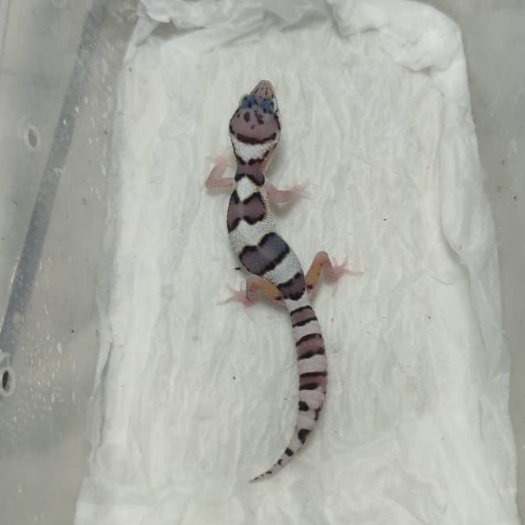 KARTU MAINAN BD hypo baby