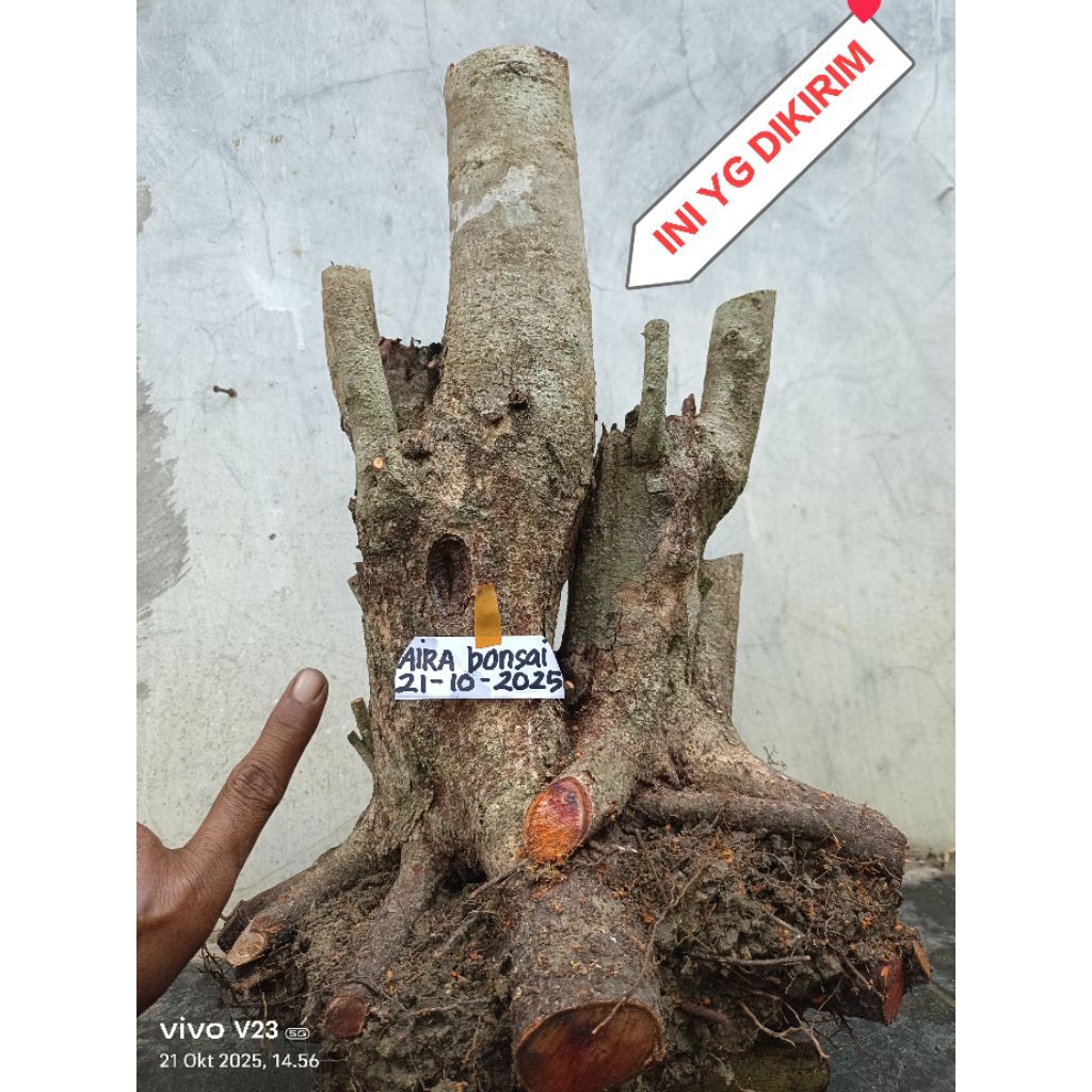 bahan bonsai rukam dongkelan besar