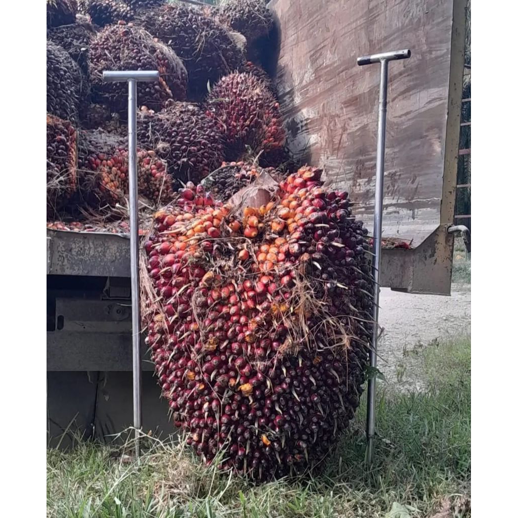 Bibit kecambah sawit DxP PPKS SIMALUNGUN unggul bersertifikat