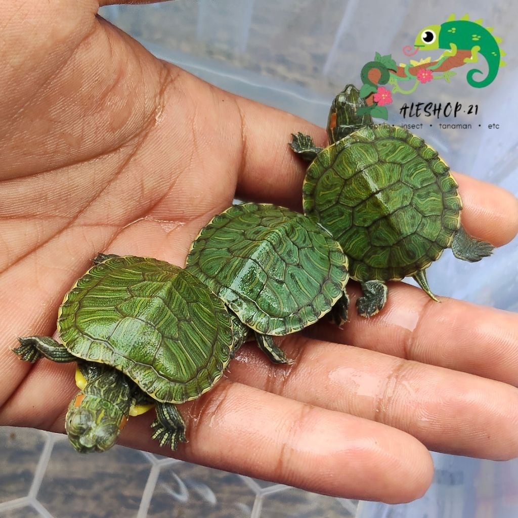 koleksi kura kura brazil uk 3-4 cm sehat lincah murah
