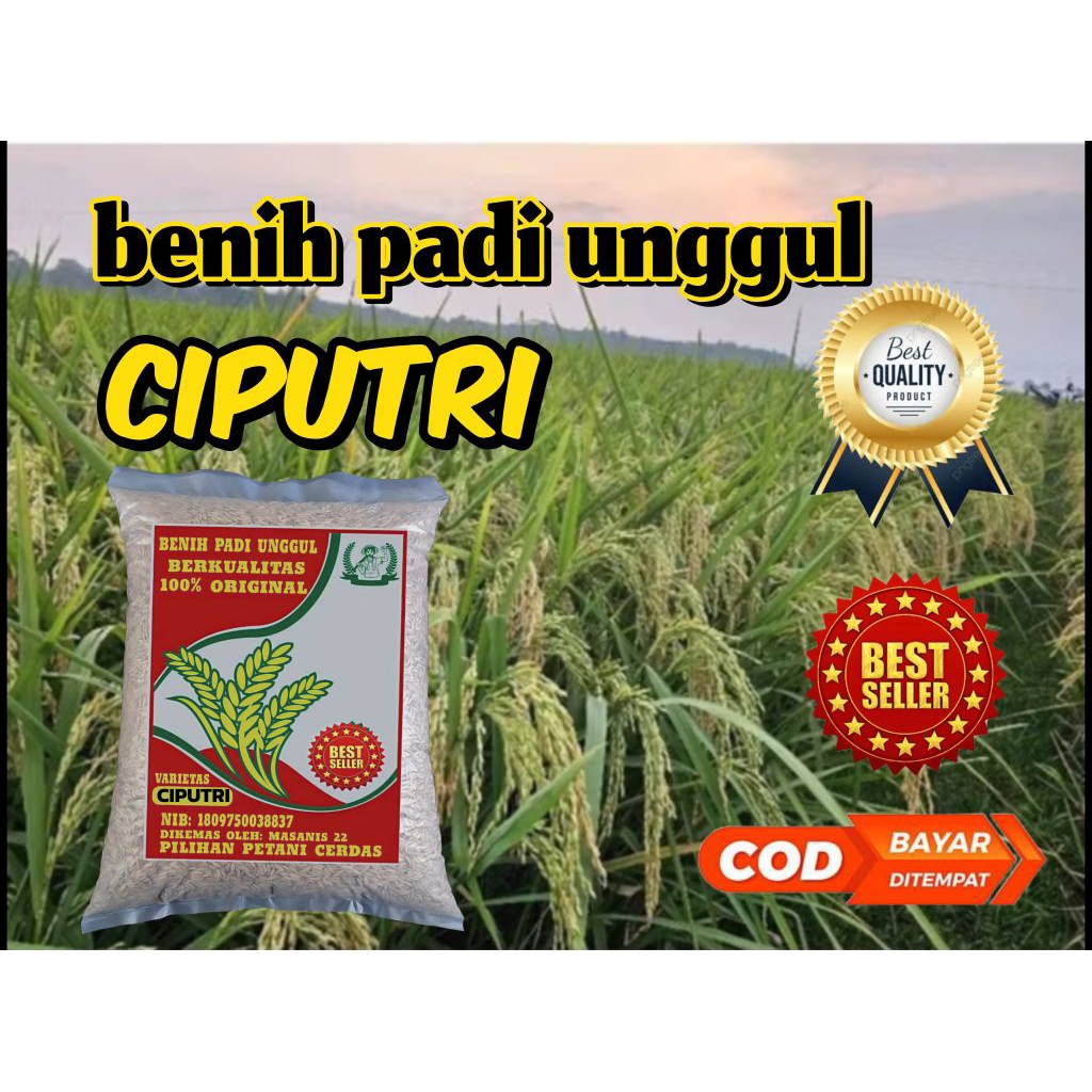 Benih padi ciputri (ciherang malay panjang)1kg