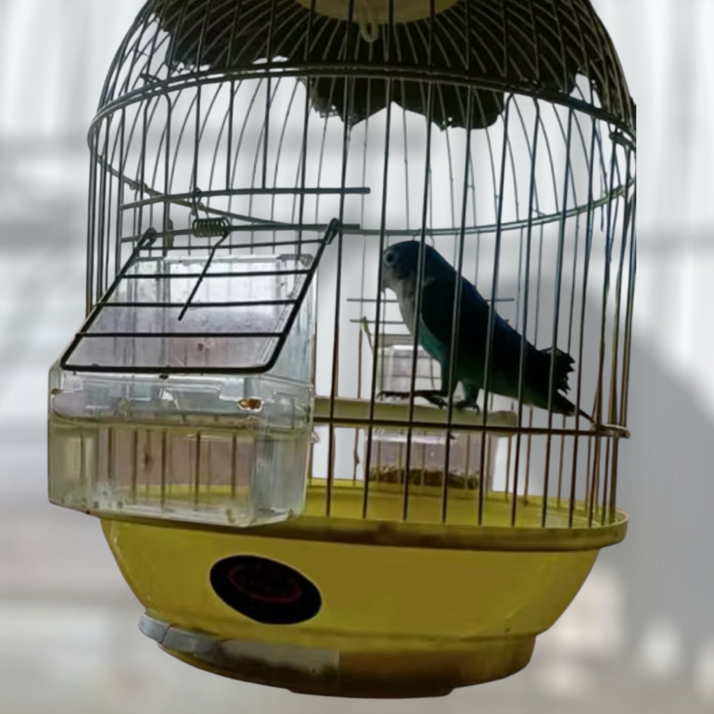 Cepuk LoveBird Octagon Elite Song