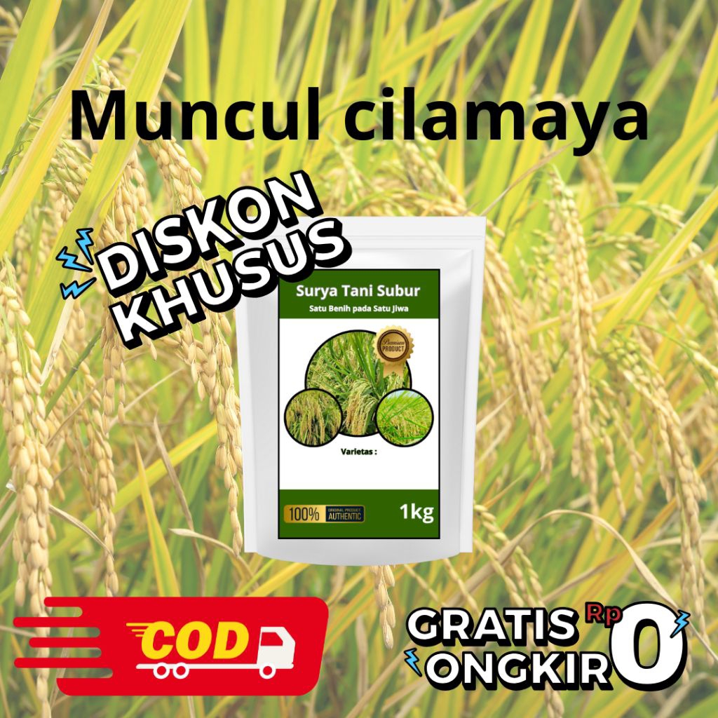 Benih Padi Unggul Muncul Cilamaya 5kg, original cod grtis ongkir