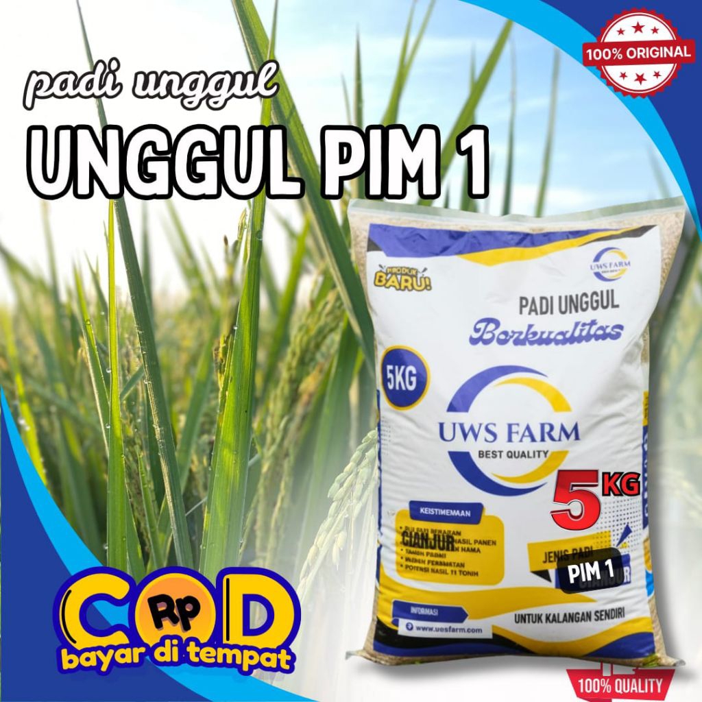 BENIH PADI UNGGUL PIM 1 kemasan 5kg kualitas premium