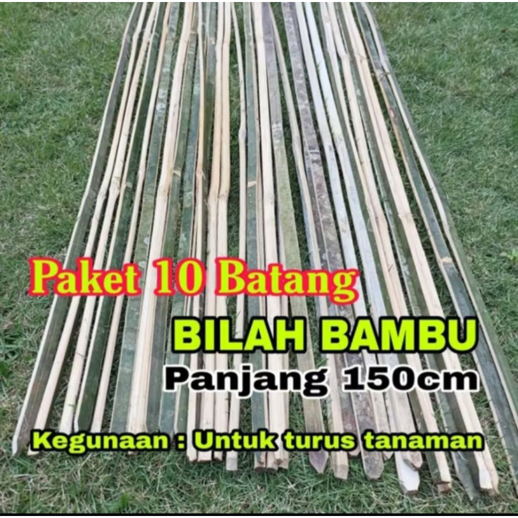 10 Batang Bambu Bilah Panjang 150cm/Bambu Turus Tanaman10 Batang Bambu Bilah Panjang 150cm/Bambu Tur