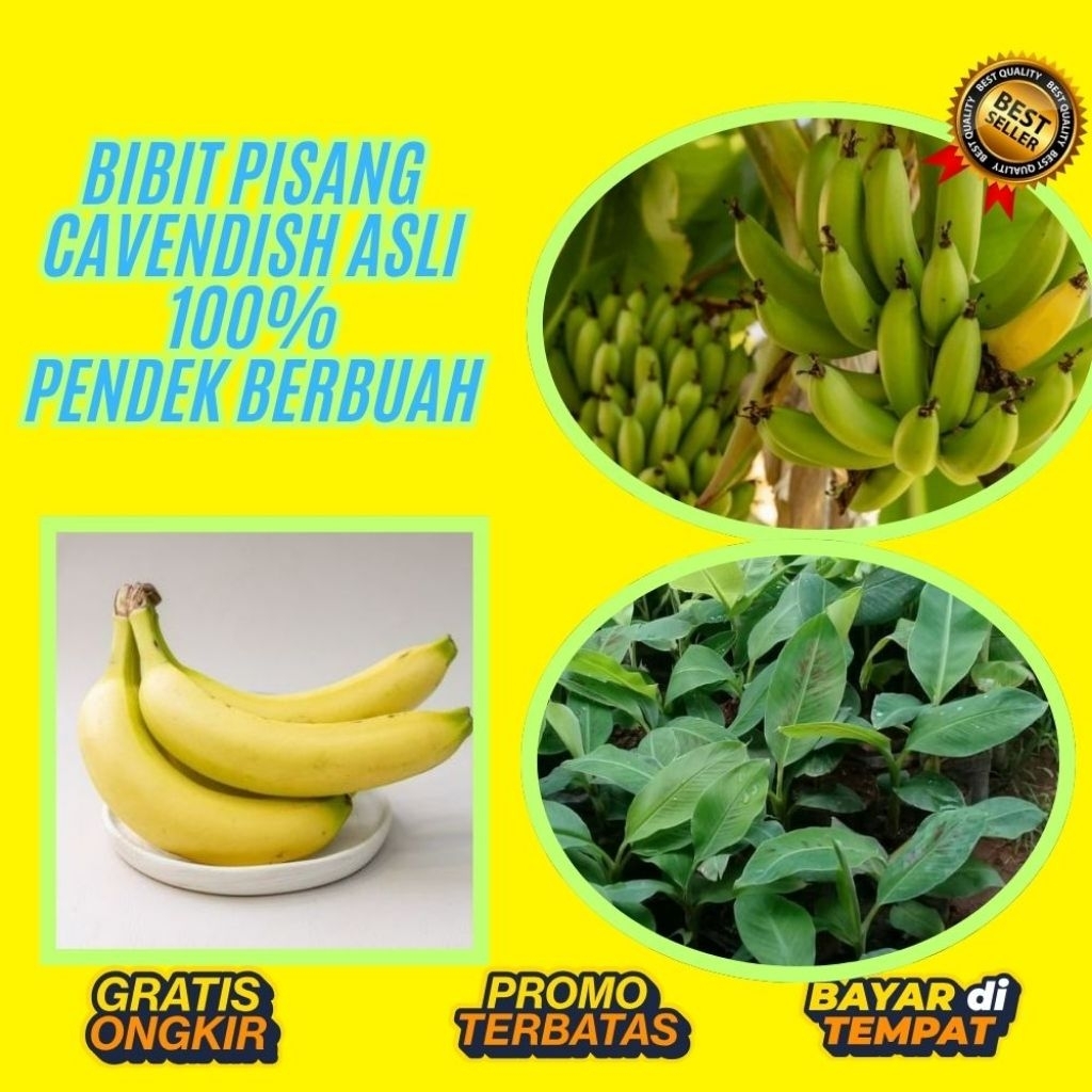 STOK TERBATAS  Bibit Pisang Cavendish Cj40  Bibit Pisang Cavendish Foto  Bibit Pisang Cavendish G9