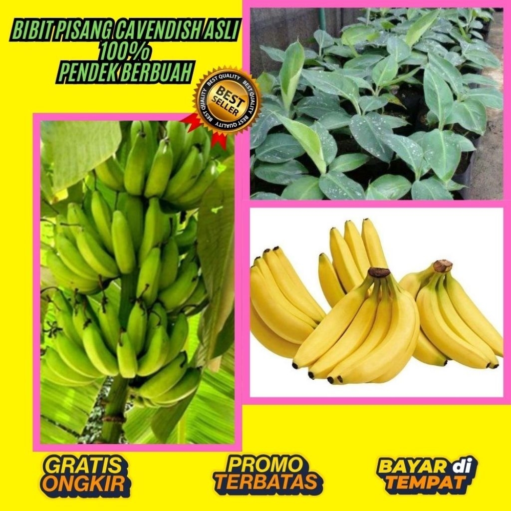 PROMO  Pohon Pisang Cavendish Berbuah  Pohon Pisang Cavendish Dalam Pot  Pohon Pisang Cavendish Harg