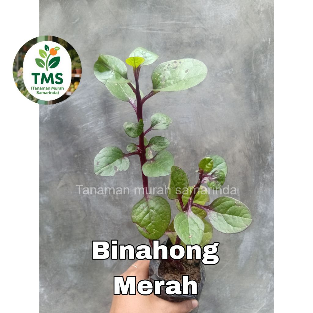 TMS~ Binahong tanaman herbal Binahong Merah tanaman binahong merah bibit binahong