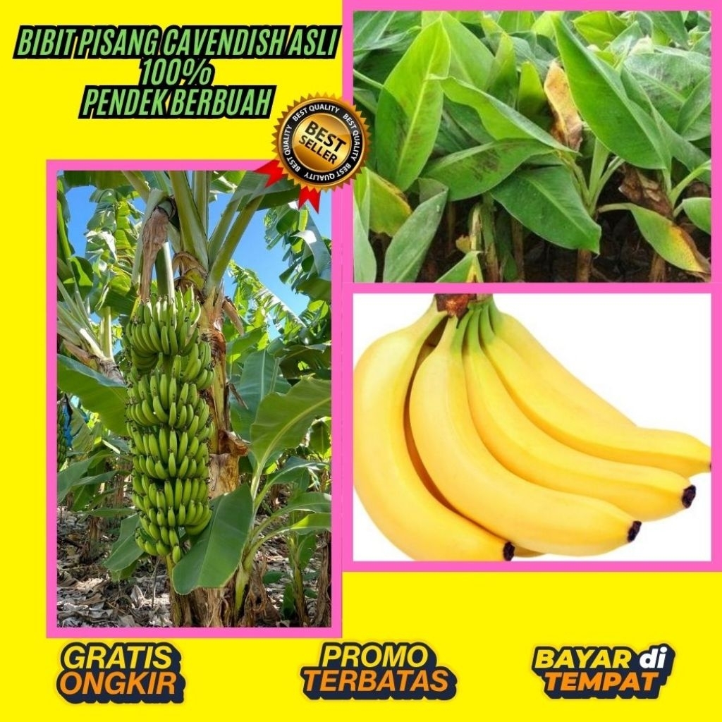 GRATIS ONGKIR  Benih Pisang Cavendish Asli Benih Pisang Cavendish Berbuah  Benih Pisang Cavendish Da