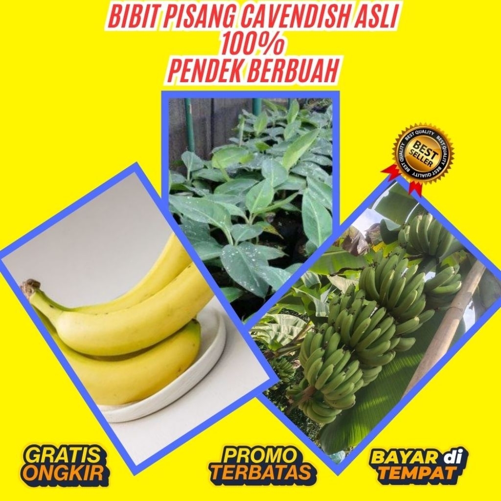 BIBIT BERKUALITAS  Benih Pisang Cavendish Pendek  Benih Pisang Cavendish Super  Benih Pisang Cavendi