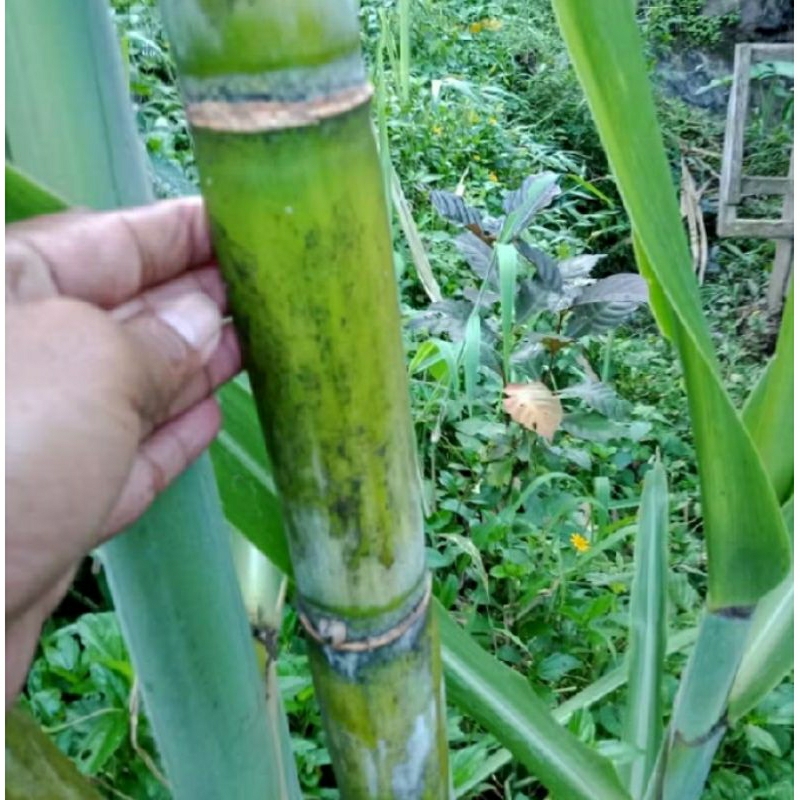 TEBU MANIS,TEBU HIJAU