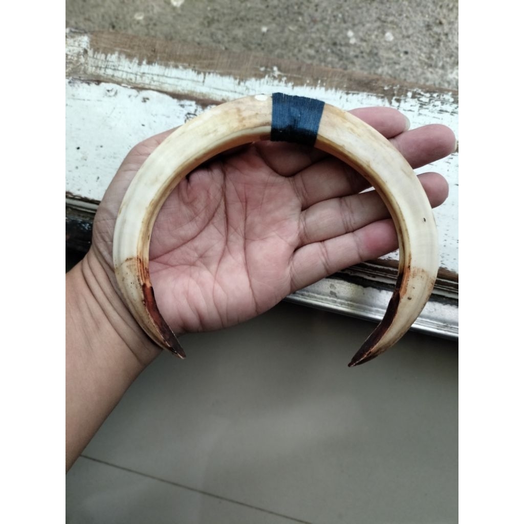 Koleksi etnik taring babii Kalimantan.dijamin asli