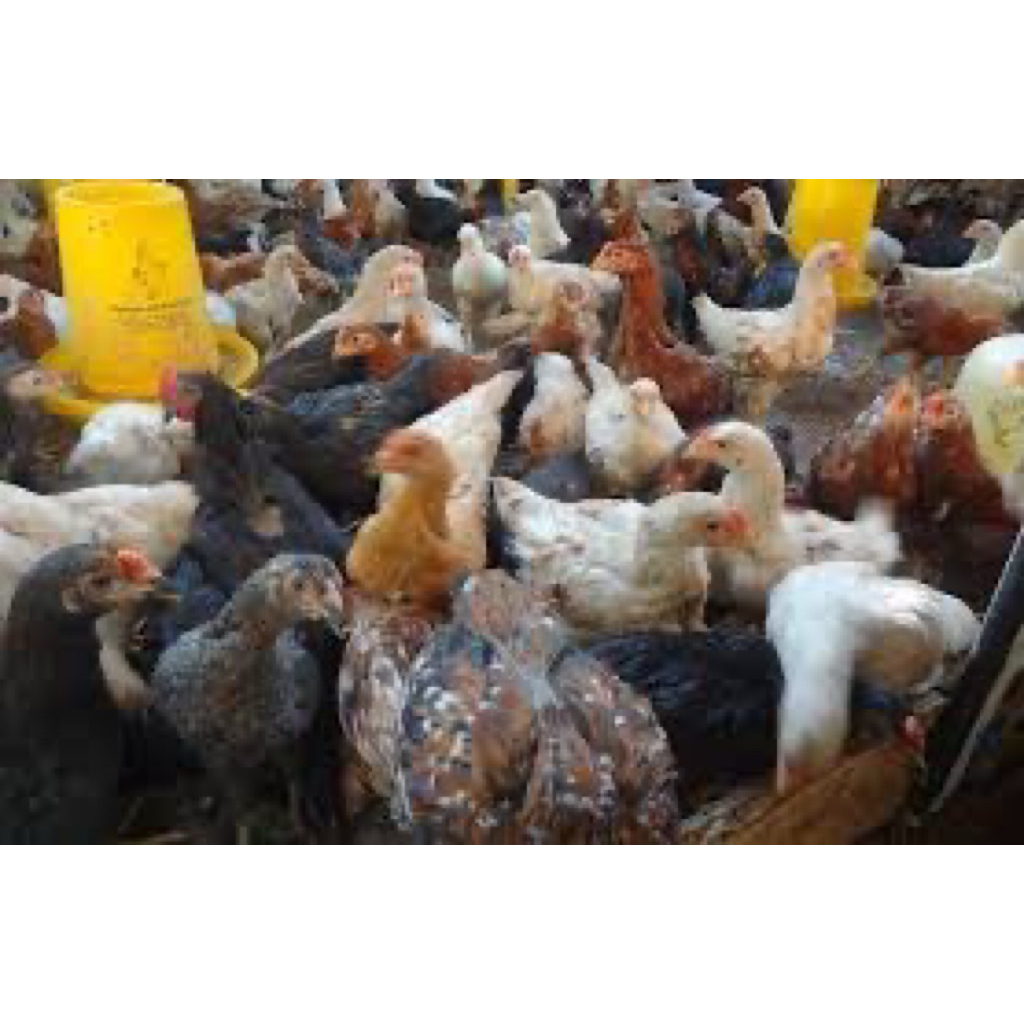 TELUR FERTIL AYAM JOPER UNTUK DI TETASKAN