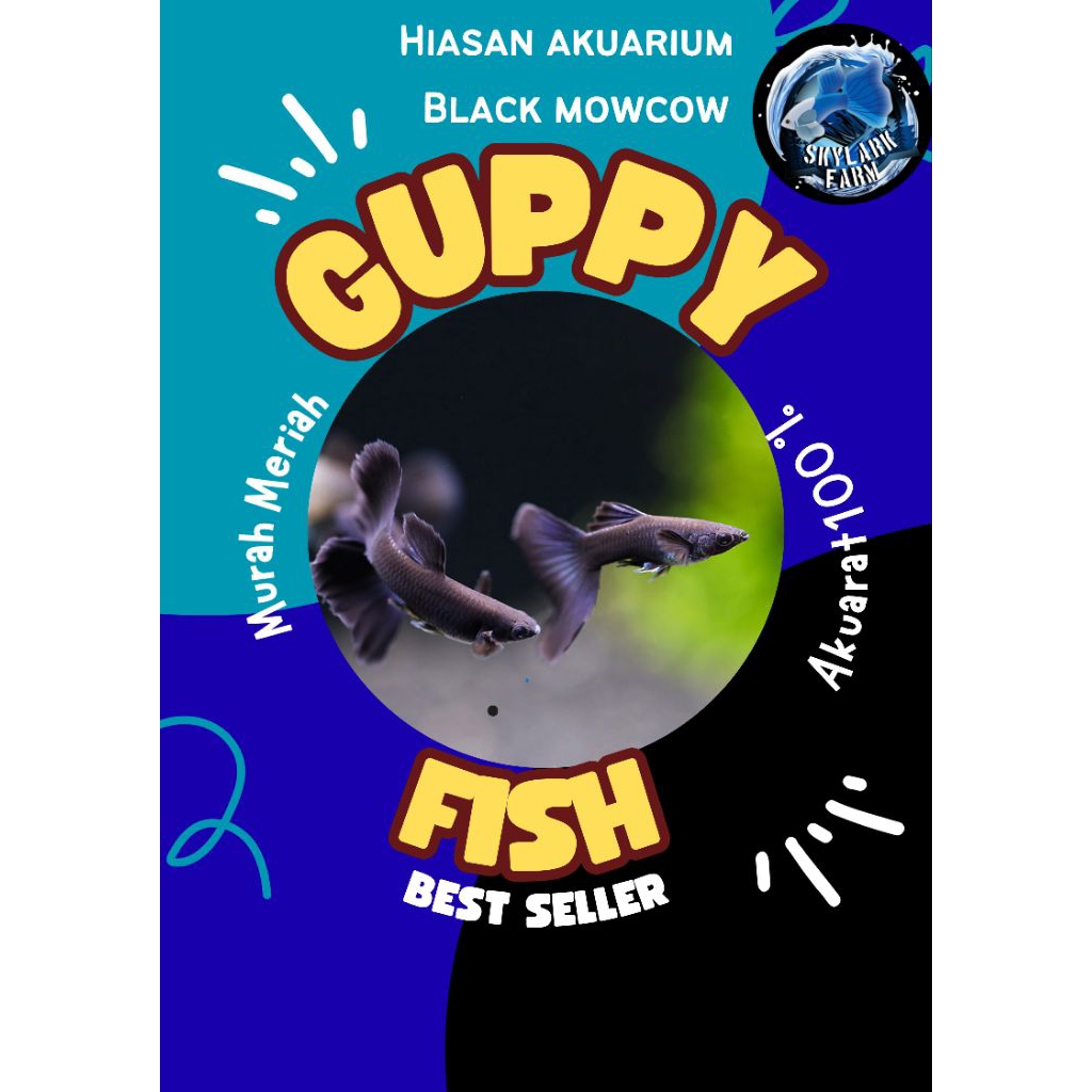 Guppy Black Moscow | Grade A+ | Hiasan Akuarium