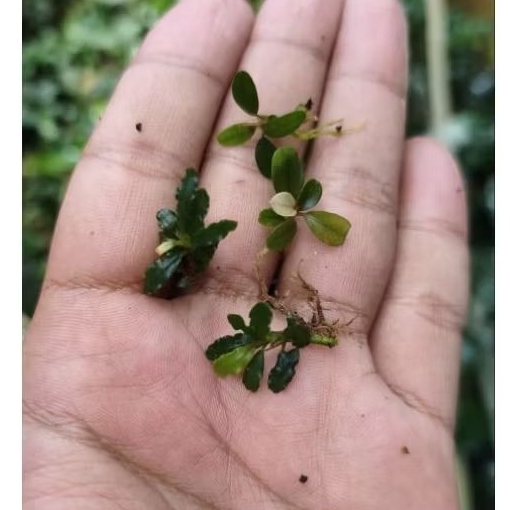 Buce super mini micro batangan murah