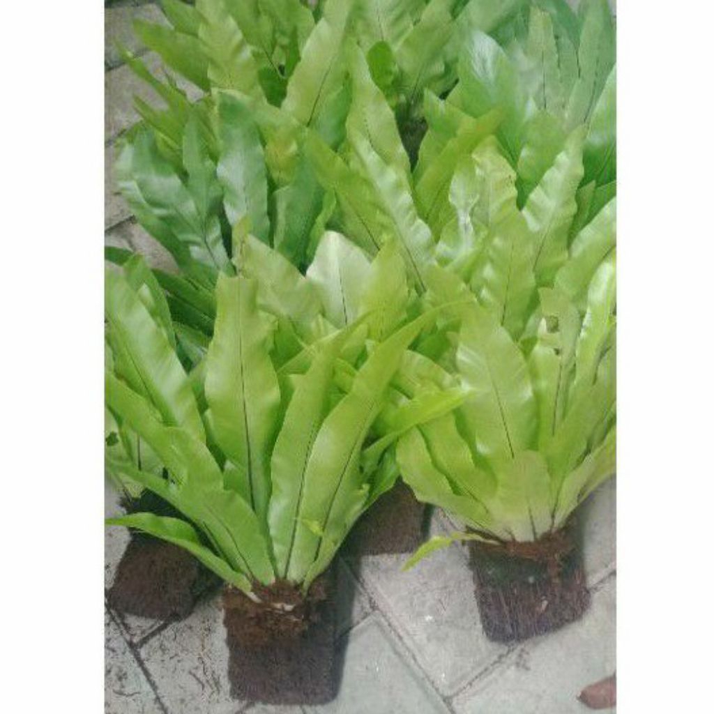 Tanaman hias kadaka tempel - Pakis kadaka - Tanaman hias kadaka tempel sarang burung