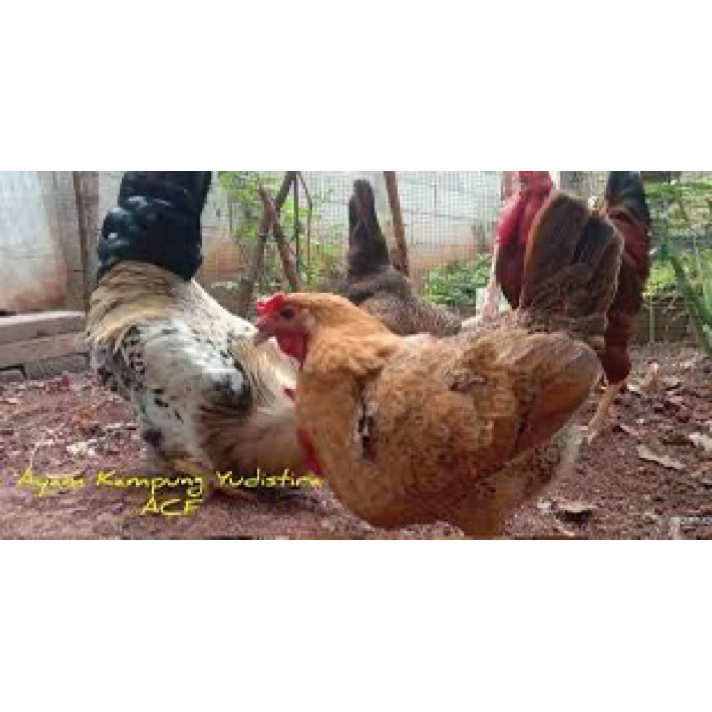 TELUR FERTIL AYAM AKY UNTUK DI TETASKAN