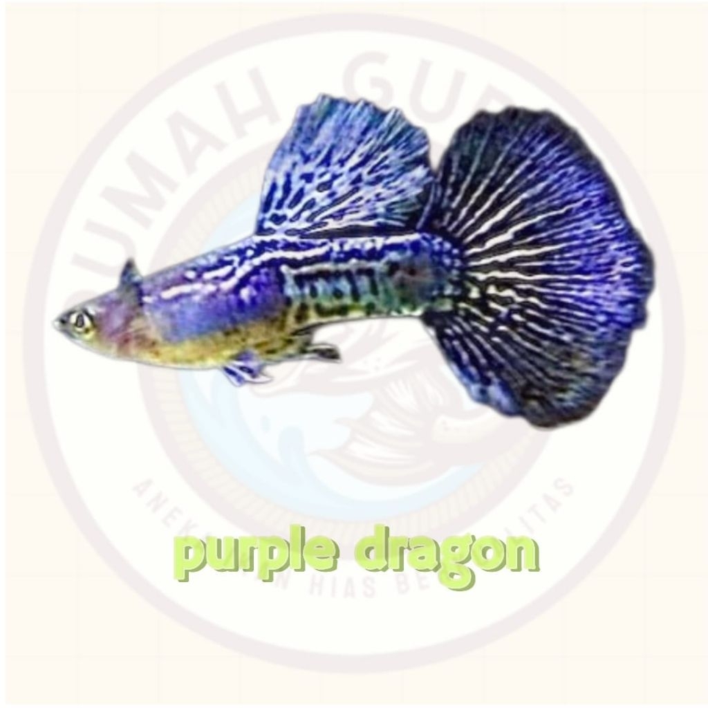 ikan guppy purple dragon