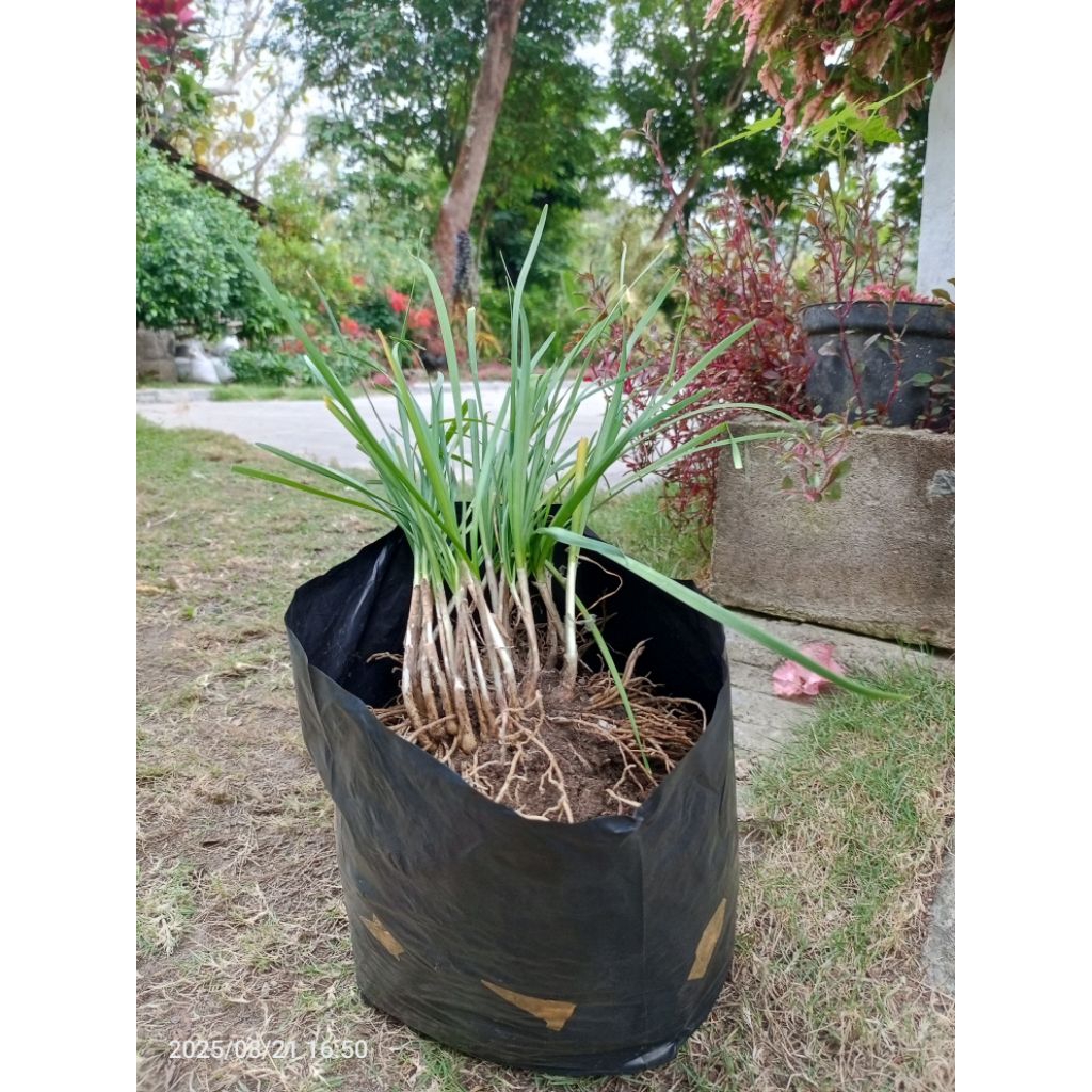 Tanaman Kucai 500g siap tanam