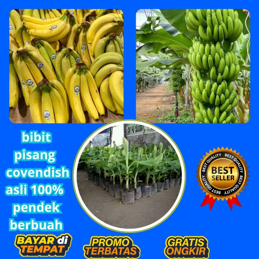 STOK TERBATAS  Bibit Pisang Cavendish Cj40