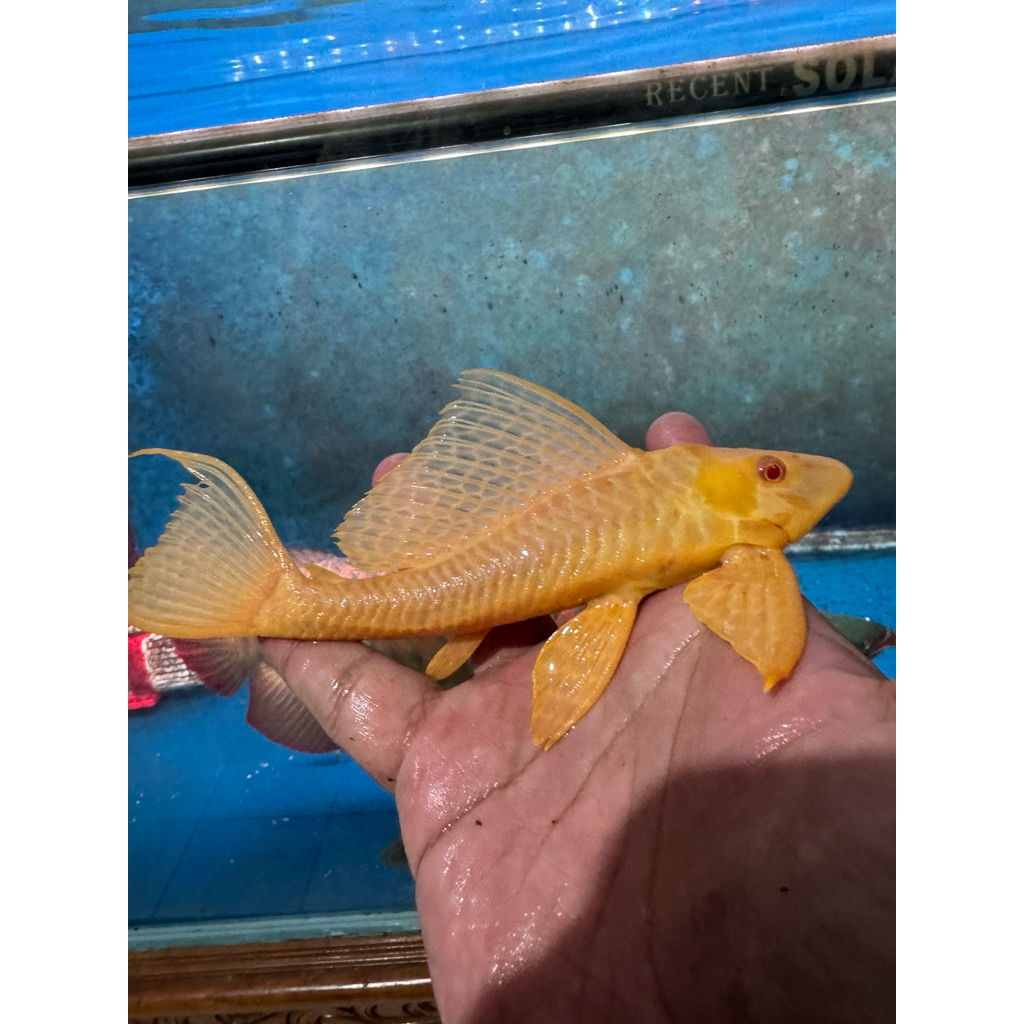 ikan hias gibicep albino pleco L083 size 22cm original pengiriman instan