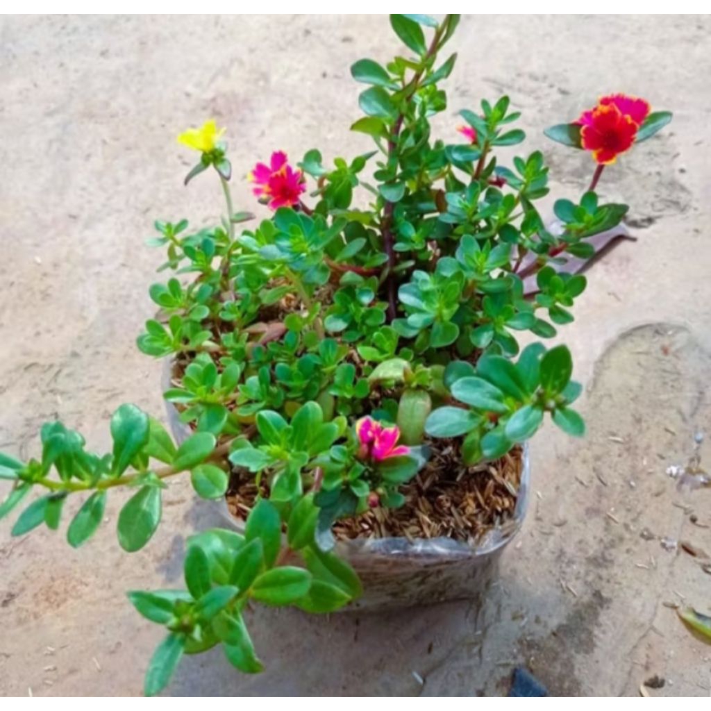 bunga hias krokot warna warni daun lebar murah/bunga gantung krokot warna warni daun lebar