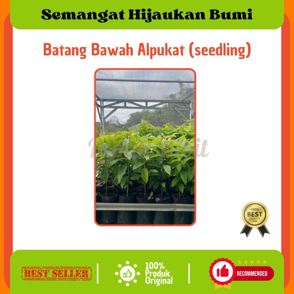 Seedling Alpukat / Batang Bawah Alpukat