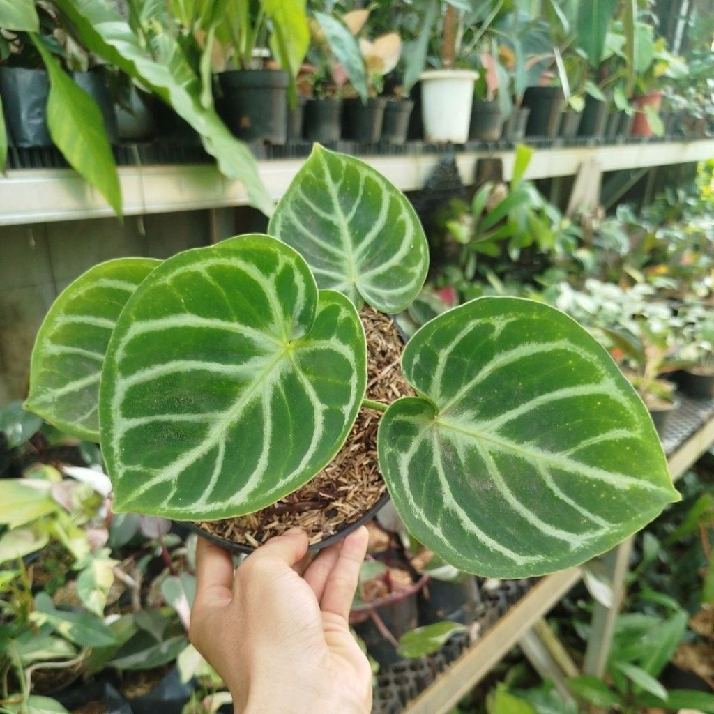 Tanaman Anturium Dorayaki Ori