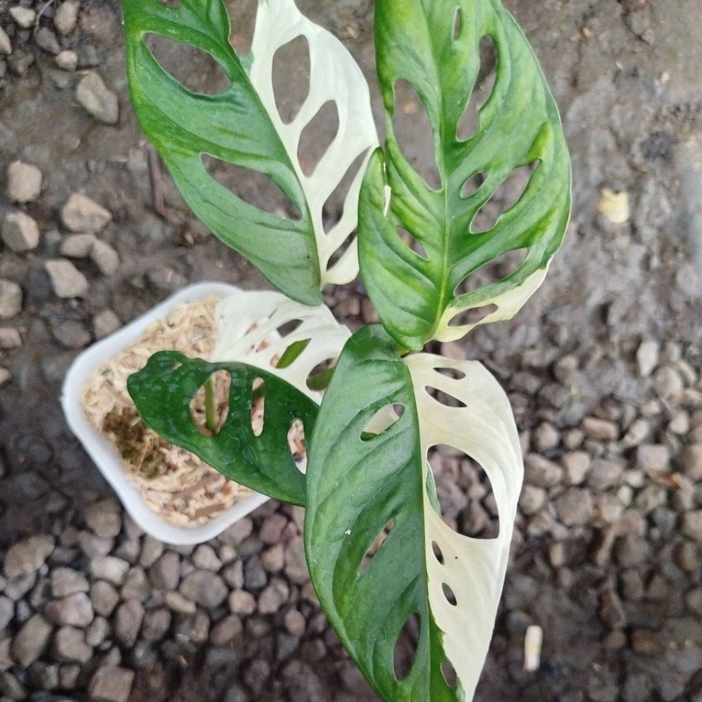 Tanaman Monstera Janda Bolong Jepang Variegata / Janbol Var