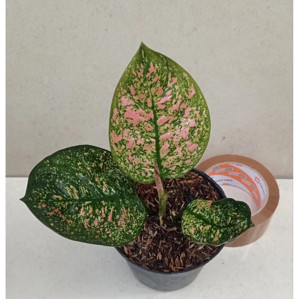 bibit tanaman aglonema ruby kura