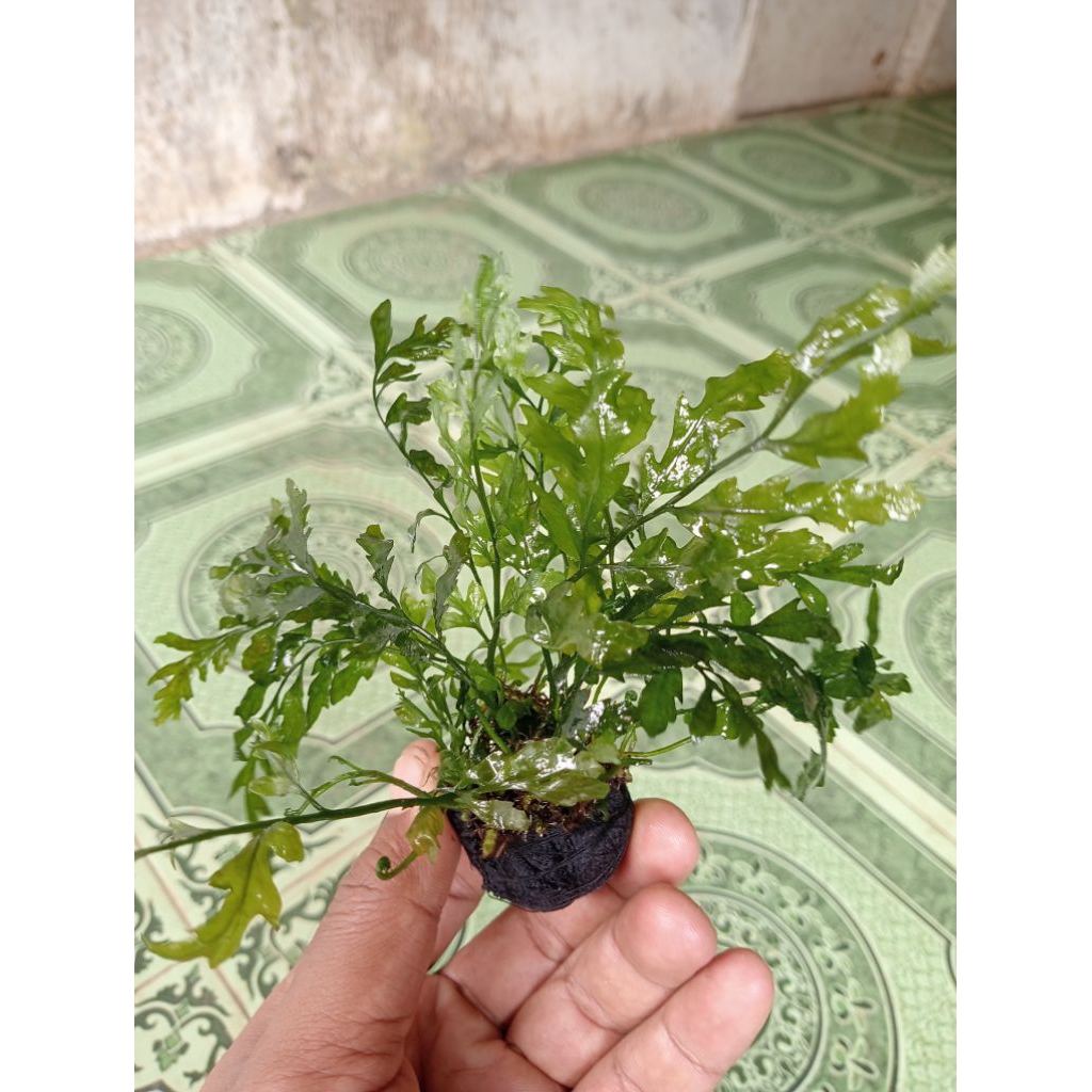 bolbitis media wabikusa tanaman aquascape