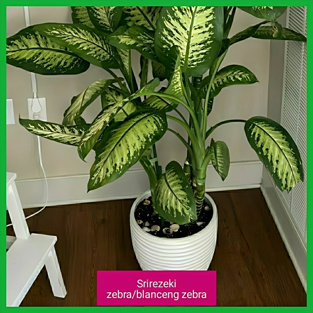 Tanaman Hias Blanceng Zebra - Srirezeki Zebra