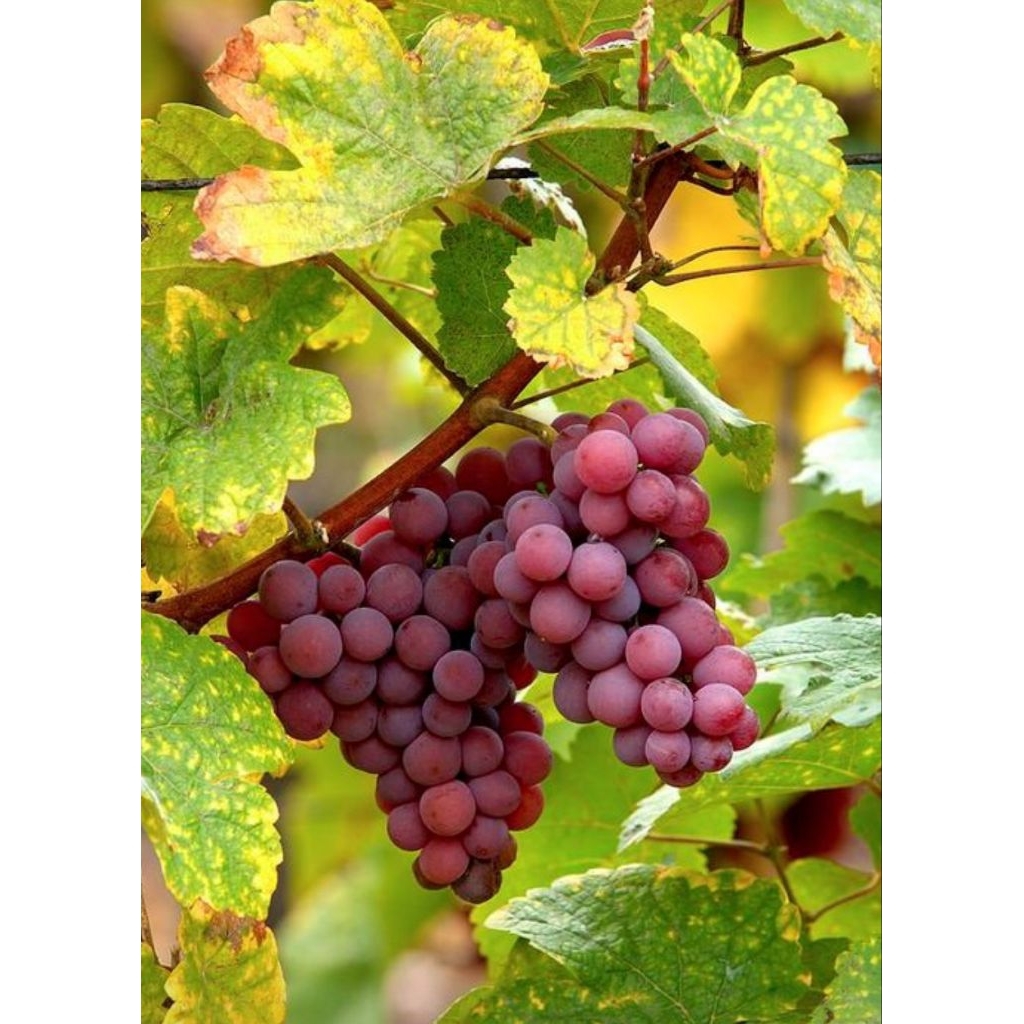 3 Benih/Bibit/ Biji Buah Anggur Merah Red Grape