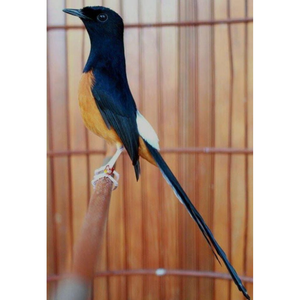 Murai Batu Medan Ekor Klewer ±32cm