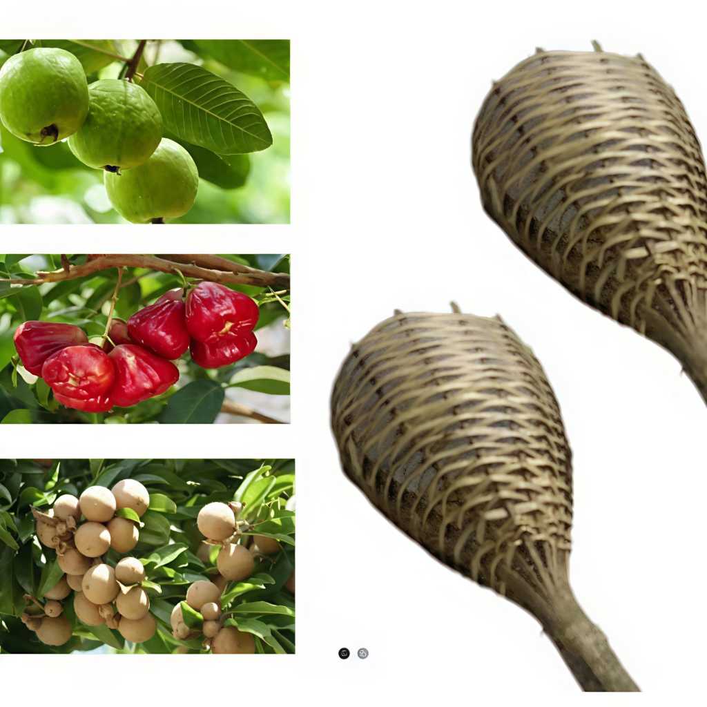 Brongsong Keranjang Bambu Alat Untuk Mengambil Buah Alat Pemetik Buah/Brongsong Buah/Songgo Buah dar