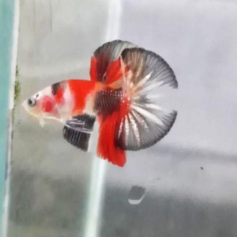 Ikan Cupang HMPK Koi Bahanan Kontes