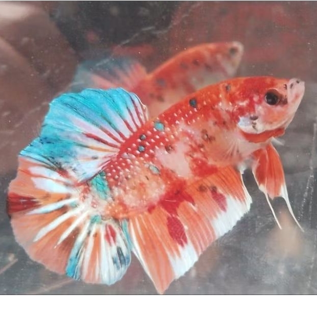 Cupang Giant Multy Bahanan Kontes – Warna Corak Unik & Ukuran Besar