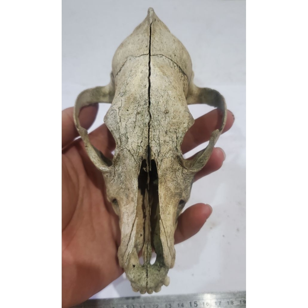 1 biji benda unik temuan sungai (belum memfosille)