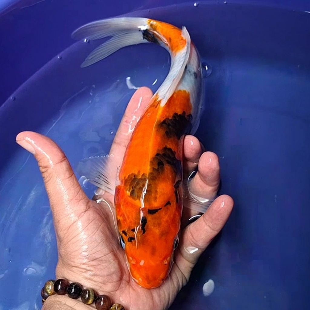 Ikan Koi Blitar Jenis Showa / Rumah Koi Jakarta / kode 003