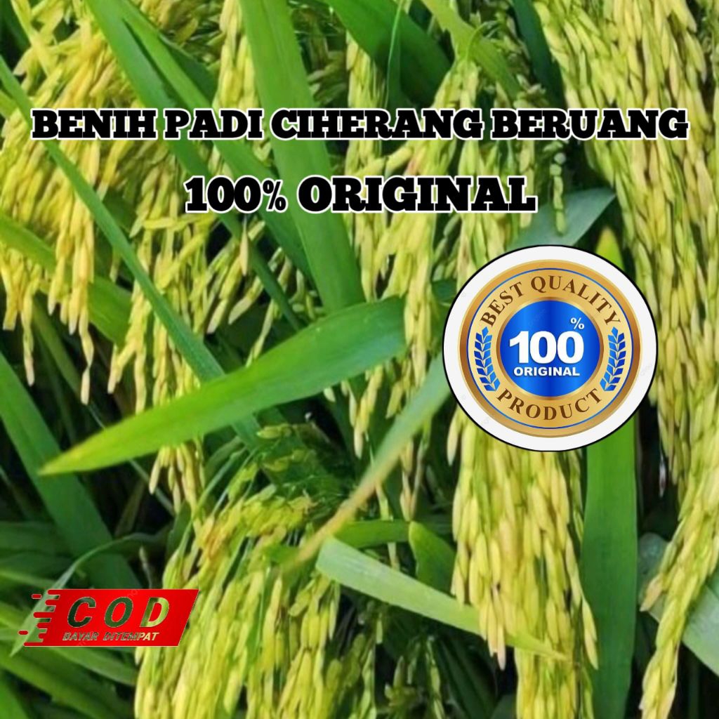 (5KG)BENIH PADI CIHERANG BERUANG