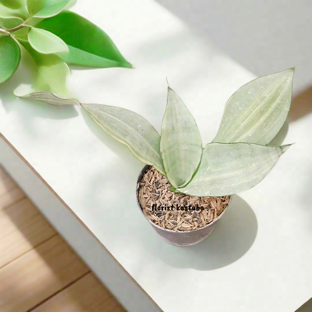 tanaman hias sensivera monshine varigata