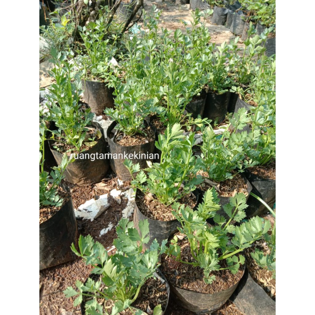 Tanaman Seledri - Seledri