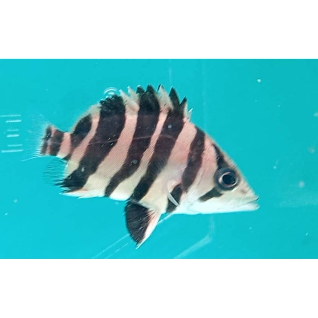 DATZ SUMATRA GOLD 3-4CM(+-) MIX BAR/RANDOM